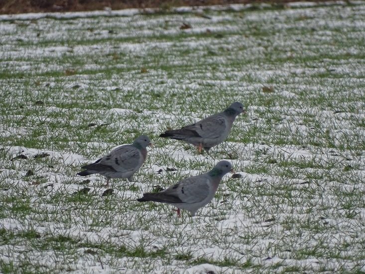 Wandeling boomkikkerpad.