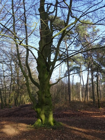 Landgoed Ter Braakloop Oisterwijk.