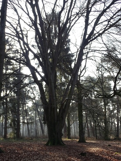 Landgoed Ter Braakloop Oisterwijk.