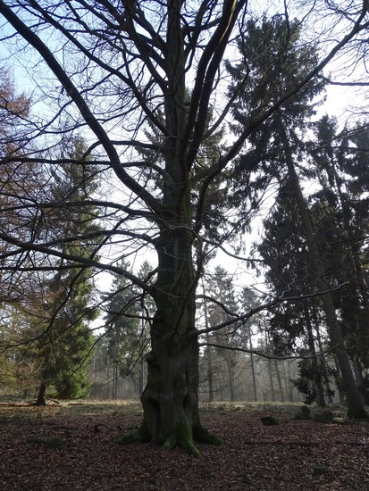 Landgoed Ter Braakloop Oisterwijk.
