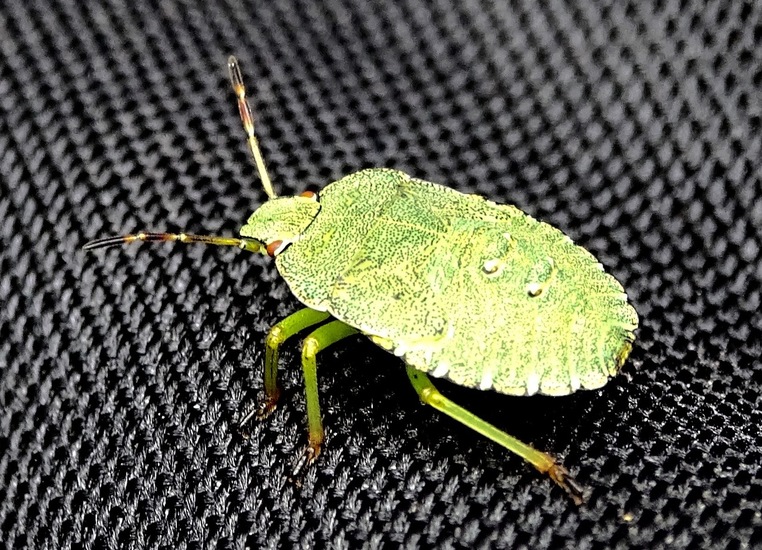 Palomena prasina Green Shieldbug