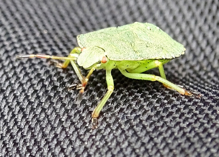 Palomena prasina Green Shieldbug