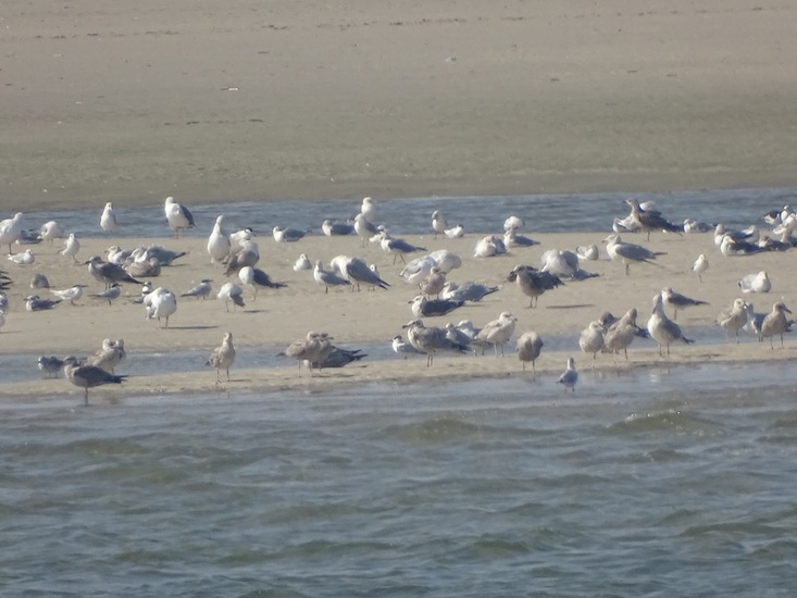 Onderweg naar Den Heler.