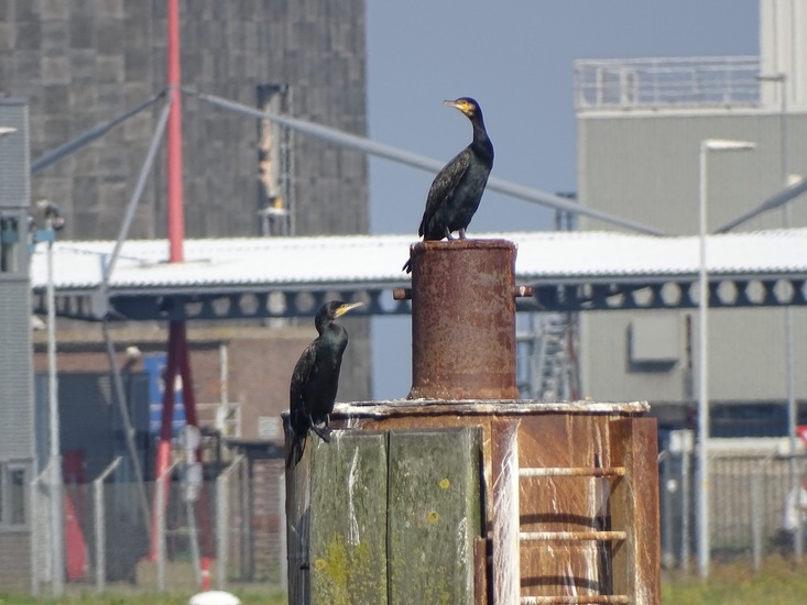 Marine haven Den Heler.