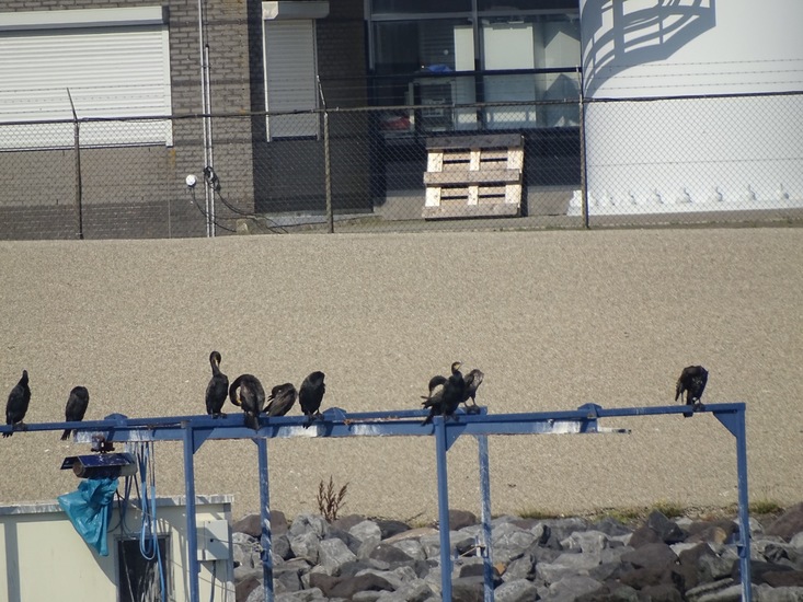 Marine haven Den Heler.