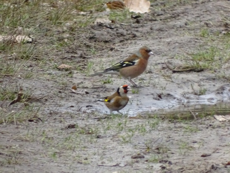 Vink en Putter.
