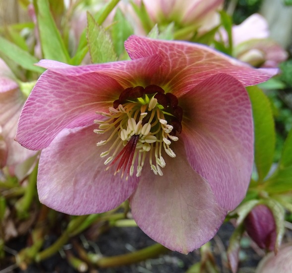 Helleborus.
