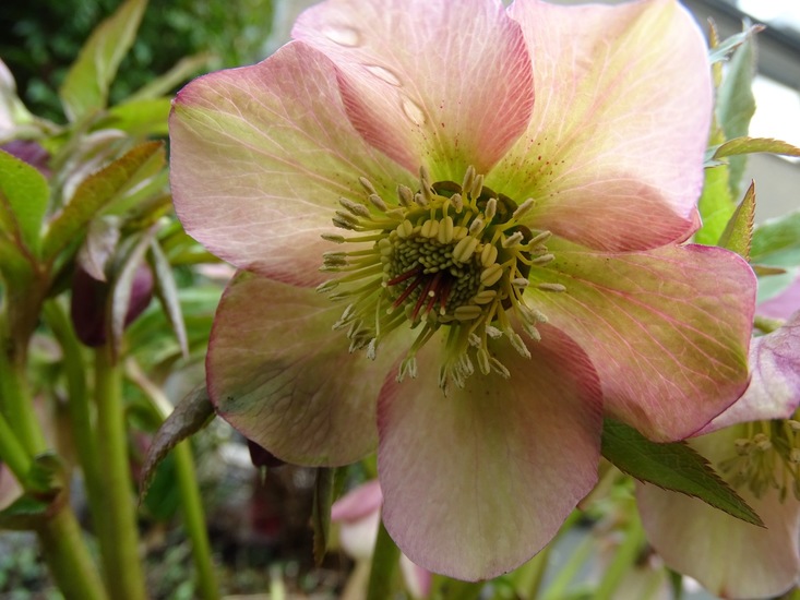 Helleborus.