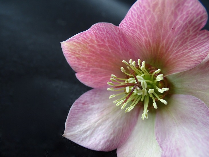 Helleborus.