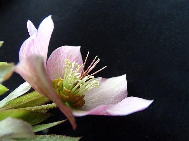 Helleborus.