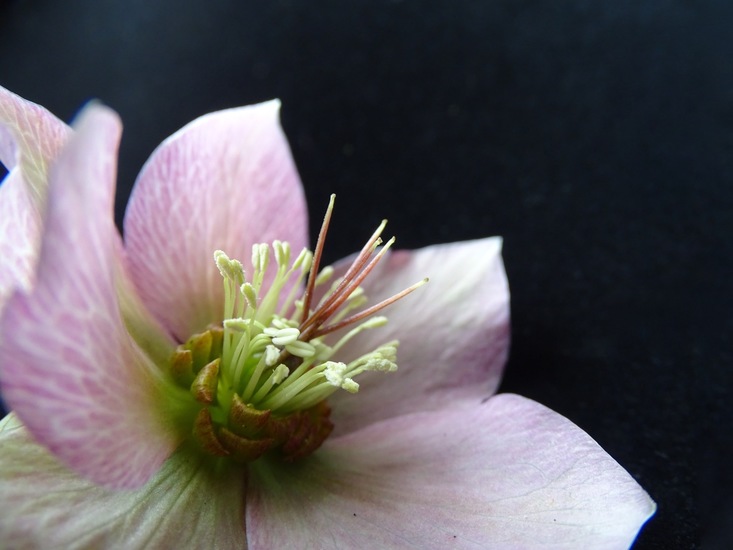 Helleborus.