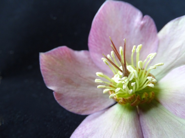 Helleborus.