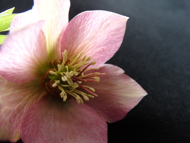 Helleborus.