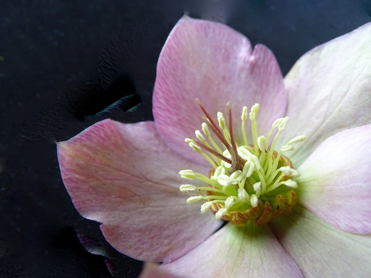 Helleborus.