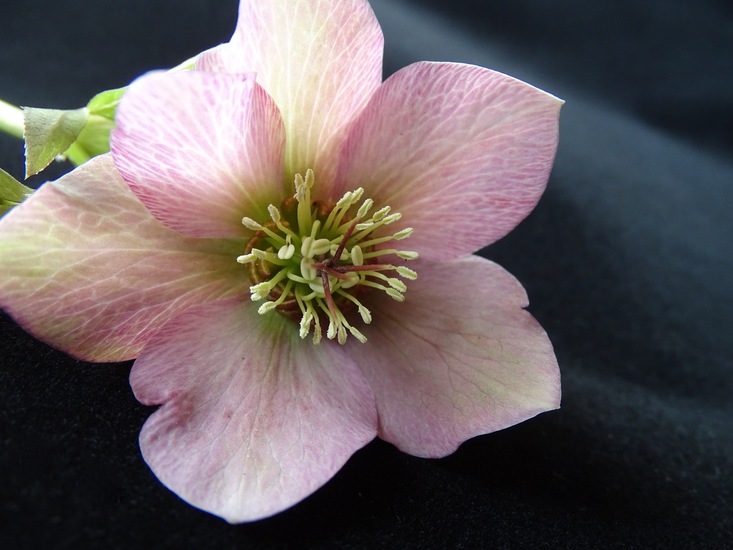 Helleborus.