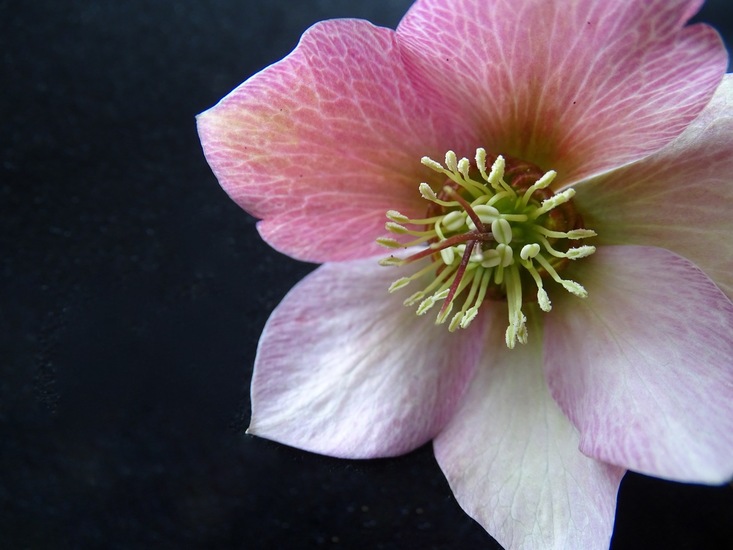 Helleborus.