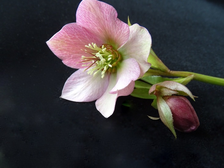 Helleborus.