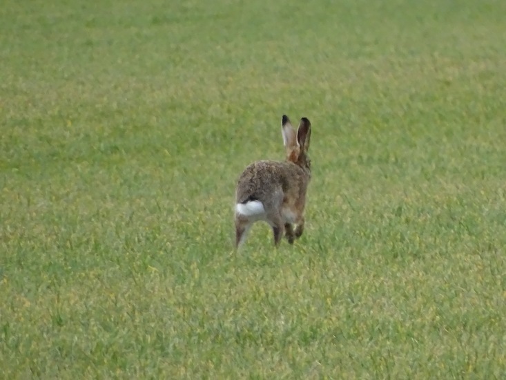 Langs het kikkerpad.