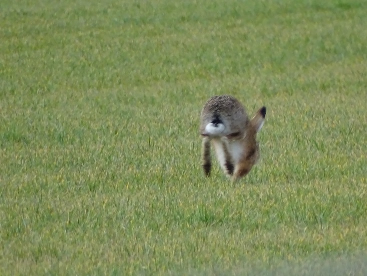 Langs het kikkerpad.