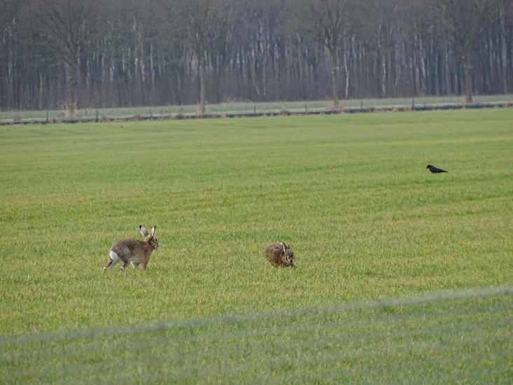 Langs het kikkerpad.