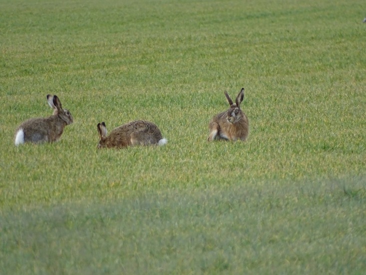 Langs het kikkerpad.