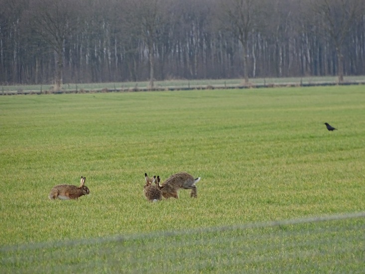 Langs het kikkerpad.