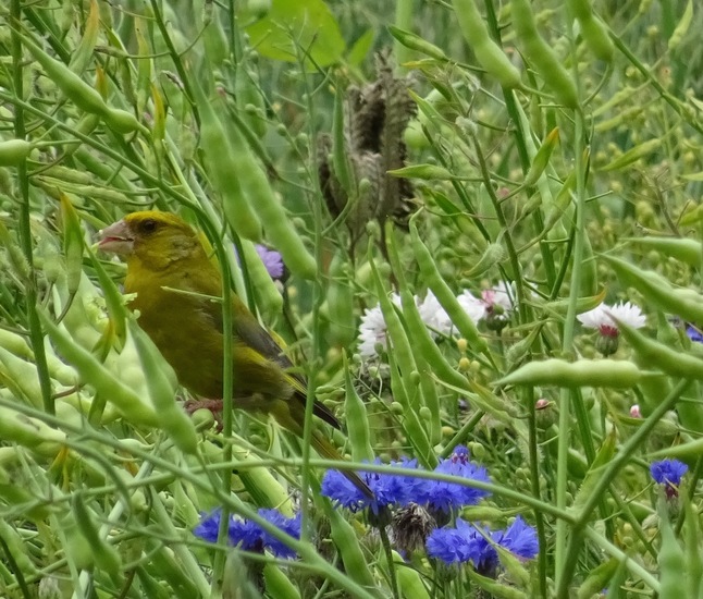 Veldje bij Dorst.
