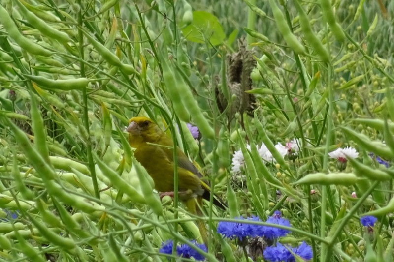 Veldje bij Dorst.