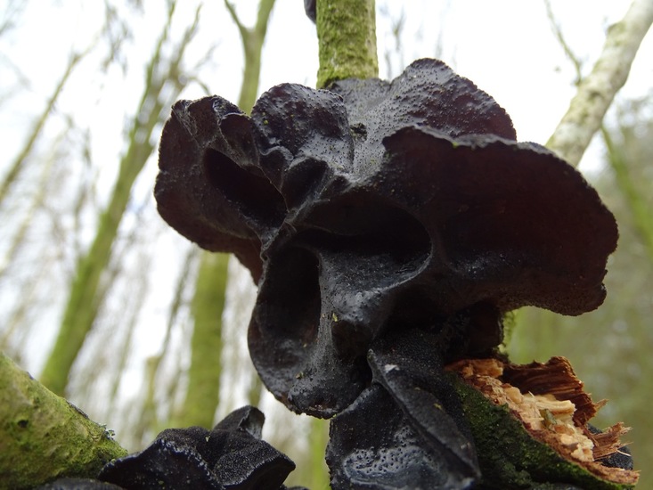 Zwarte trilzwam.