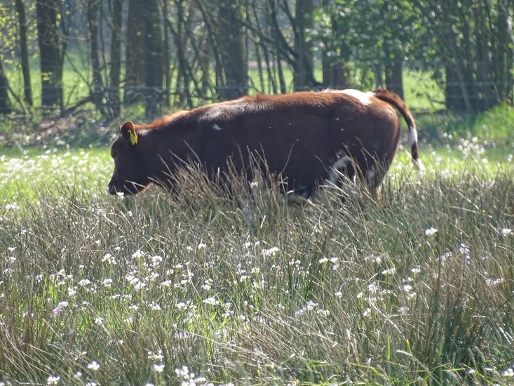 Veldje van het oranjetipje.