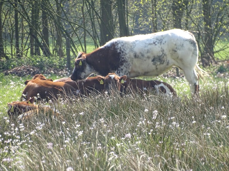 Veldje van het oranjetipje.