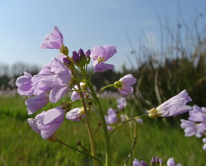 Veldje van het oranjetipje.