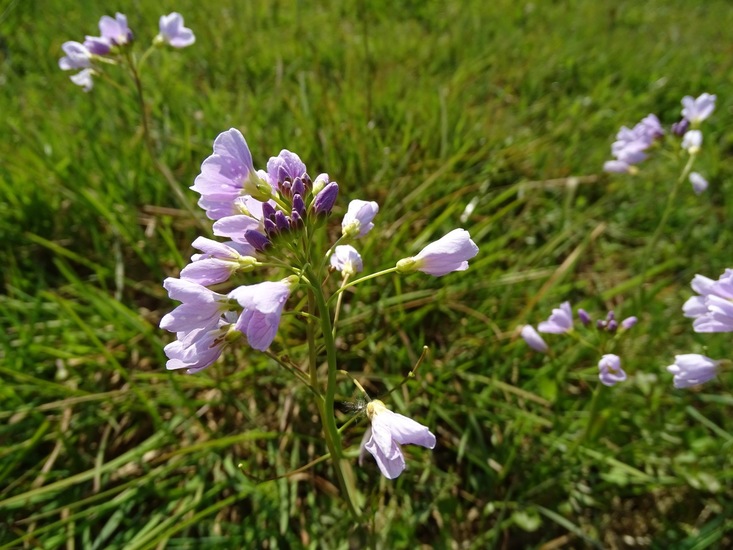 Veldje van het oranjetipje.