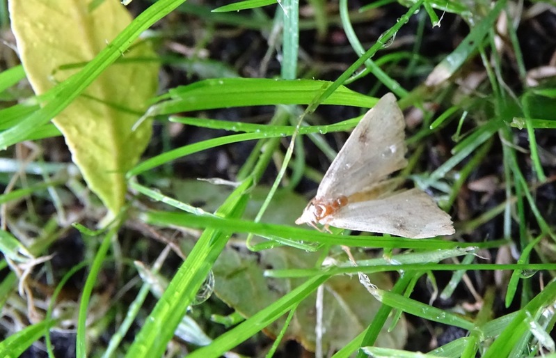 Gesleten strouiltje.
