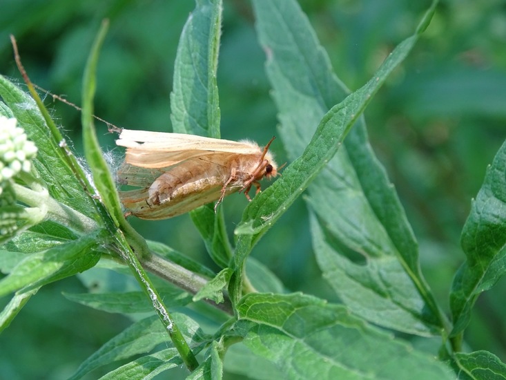 Afgevlogen nachtvlinder.