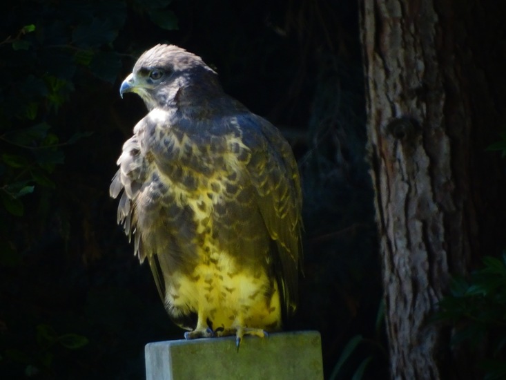 Dongen begin juli 2017