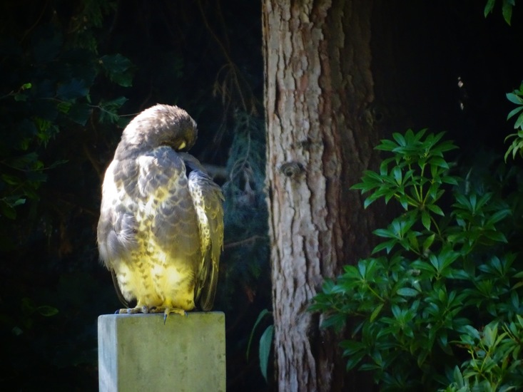 Dongen begin juli 2017
