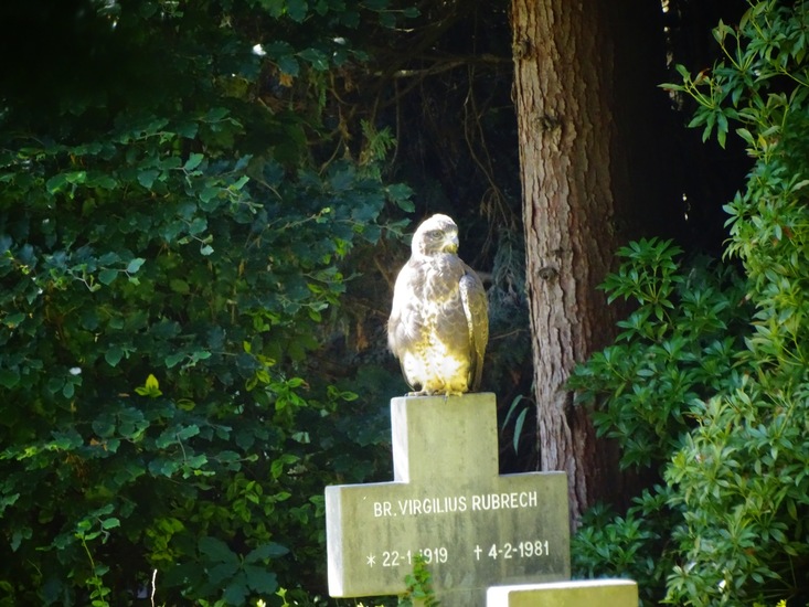 Dongen begin juli 2017