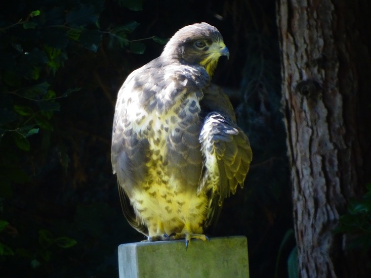 Dongen begin juli 2017