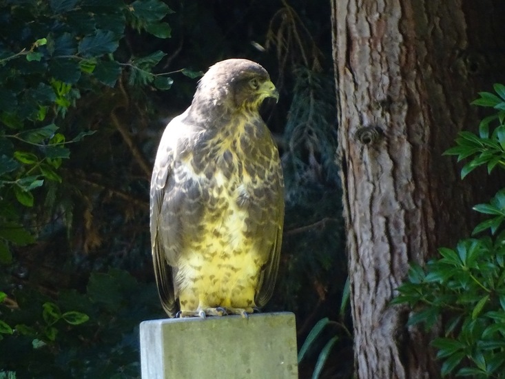 Dongen begin juli 2017