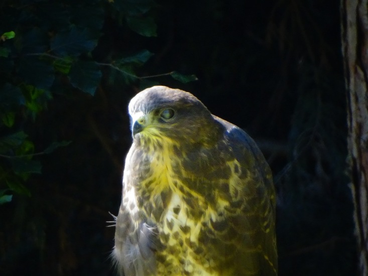 Dongen begin juli 2017
