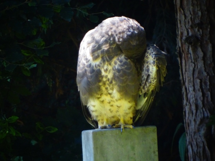 Dongen begin juli 2017