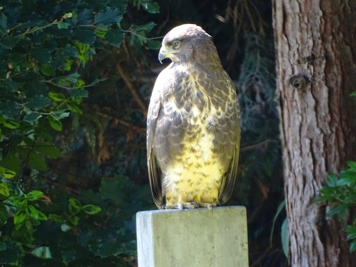 Dongen begin juli 2017