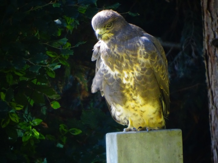 Dongen begin juli 2017