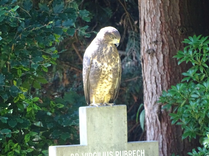 Dongen begin juli 2017