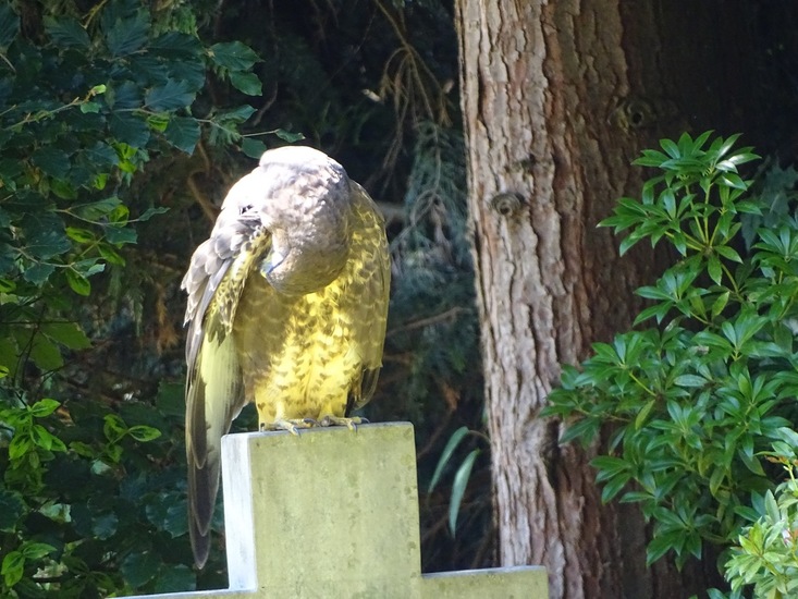 Dongen begin juli 2017