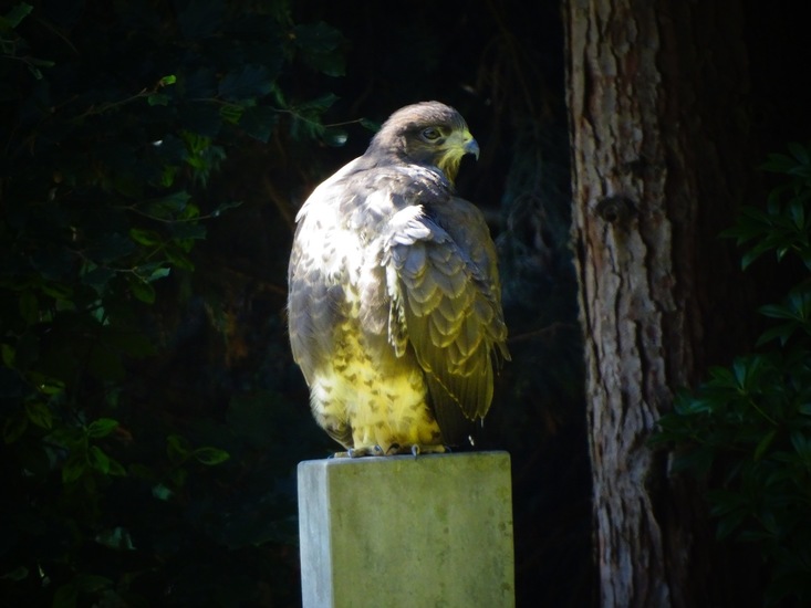 Dongen begin juli 2017