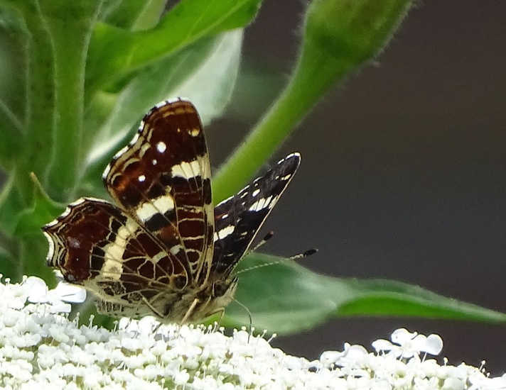 Dongen begin juli 2017