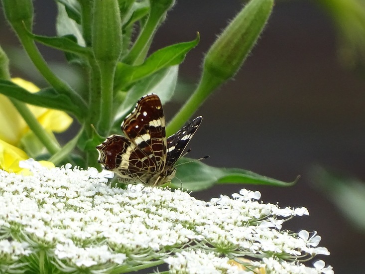 Dongen begin juli 2017