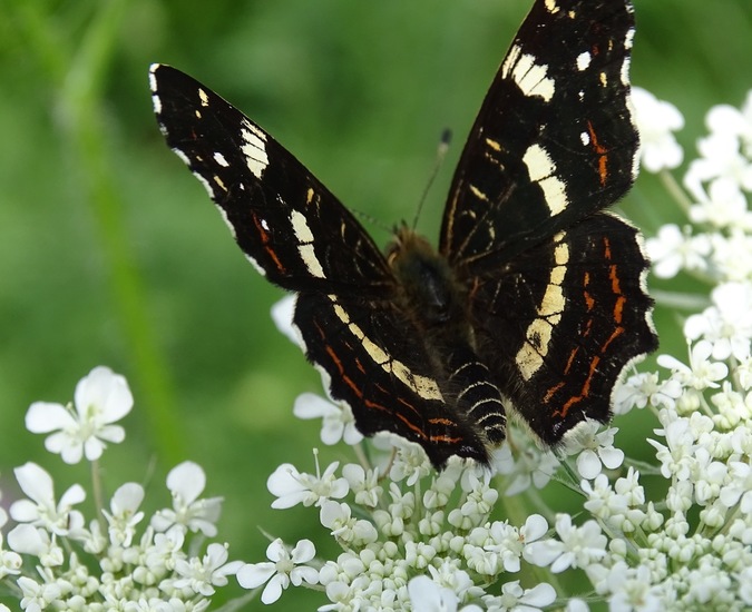 Dongen begin juli 2017